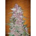 Blackberry Auto - FastBuds